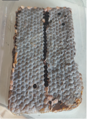 İYİGÜN Petekli Bal (PERGALİ/POLENLİ SİYAH, 450-550 GR ARASI)